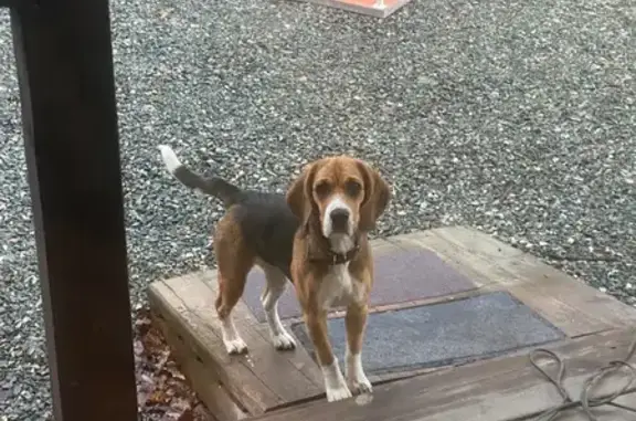 Собака найдена, Тропа здоровья, Екатеринбург