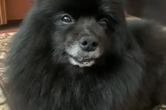 Найдена собака, Вяткинское СП, Владимирская обл.