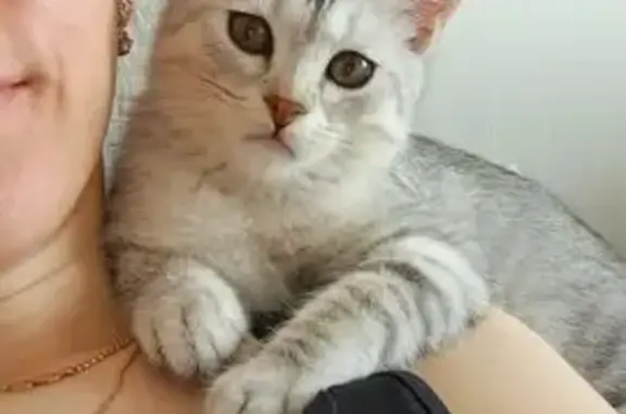 Кошки потеряшки, Казань, фото: Потеряшка кошка, ул. Иовлева 7, Казань