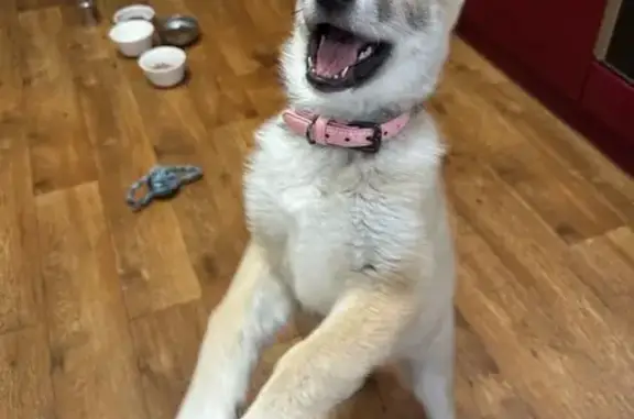 Пропала лайка, Маганский сельсовет