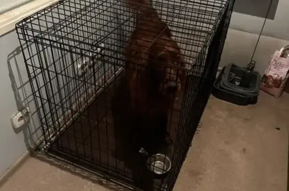 Найдена собака, Санкт-Петербург, фото: Собака найдена в электричке, Обводный 120Б