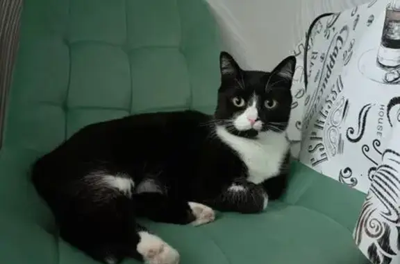 Потерянные животные Пенза, фото: Пропала кошка, Ладожская ул., 112