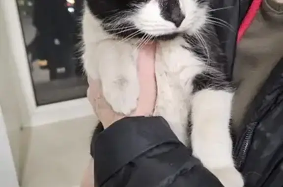 Кошка найдена: Социалистический пр., 63