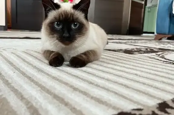 Кошки потеряшки, Балезино, фото: Потеряшка сиамская кошка, Азина 32, Балезино