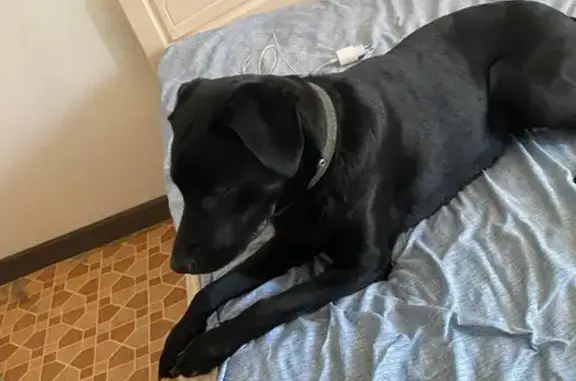 Собака найдена у Бристоля, Комиссарова 8А