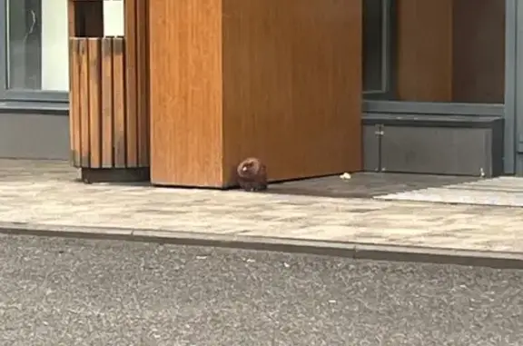 Голубь найден у Питерлада, Кингисеппское ш., 50