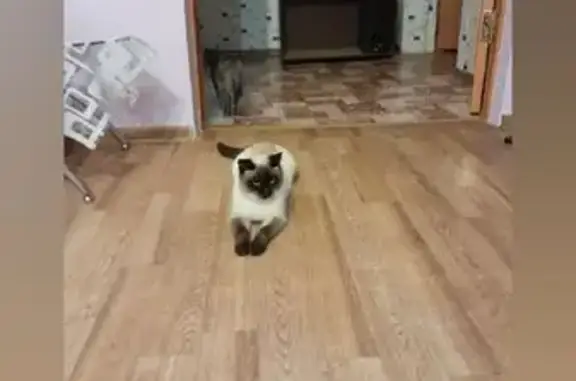 Кошки потеряшки, Переясловская, фото: Потеряшка сиамская кошка, Кузнечная ул.