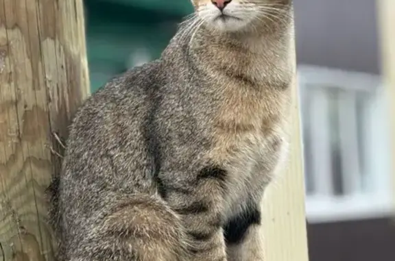 Кошки потеряшки, Омск, фото: Потеряшка котик, ул. Чкалова, 50, Омск