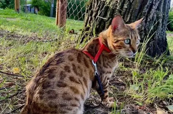 Пропала бенгальская кошка, Власова 7 к2