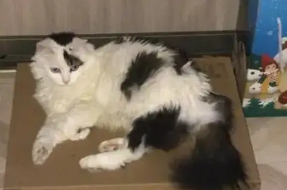 Пропала кошка, Чонгарский бул., 5, Москва