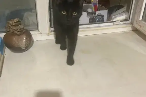 Найдена кошка, Владивосток, фото: Найдена черная кошка, Ульяновская 11