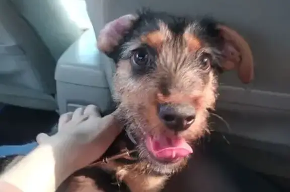 Найдена собака, Хабаровск, фото: Щенок найден, Промышленная, Хабаровск