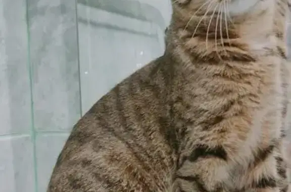 Кошки потеряшки, Уфа, фото: Потеряшка кошка на Кувыкина 14/4, Уфа