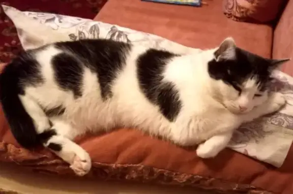 Кошки потеряшки, Красноярск, фото: Потеряшка кошка, ул. Калинина 89 с3, Крск