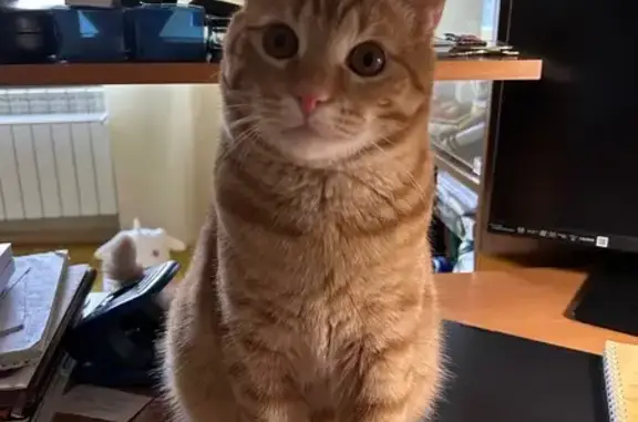 Кошки потеряшки, Нижний Новгород, фото: Потеряшка кошка, Народная 32, Н. Новгород