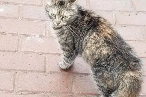 Найдена кошка, Гатчина, фото: Кошка найдена, улица Хохлова, 9, Гатчина
