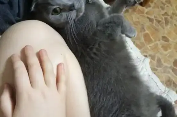 Пропала кошка Мия, Октябрьская 13А, Нестеров