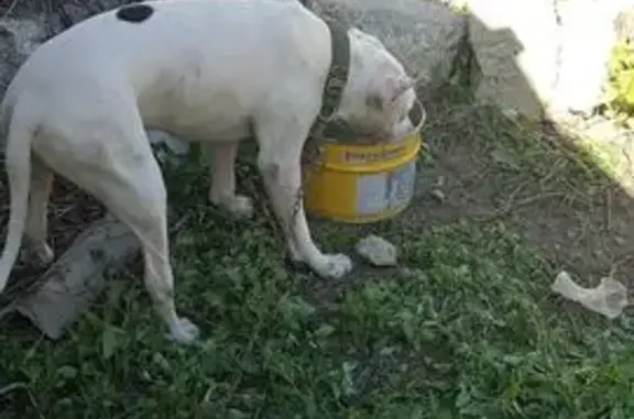 Собака найдена: Подгорная ул., 91, Энгельс