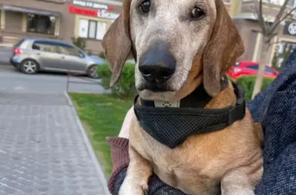 Найдена такса, пер. Пржевальского, 47, РнД