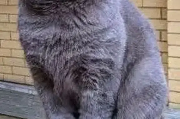 Пропала кошка, Командирский пер. 9, Ставрополь