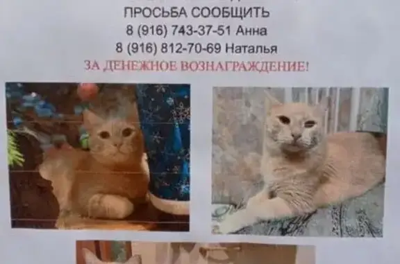 Пропала кошка, Вешняковская 6 к5