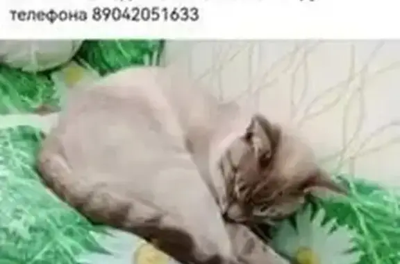 Пропала кошка, Сосновая ул. 42, Выльгорт