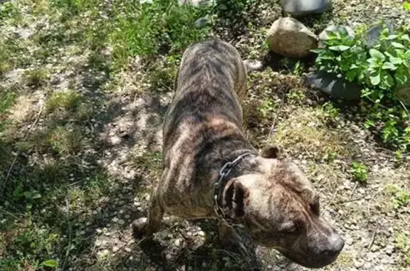 Собака найдена, ул. Мира, Сенгилеевское - photo