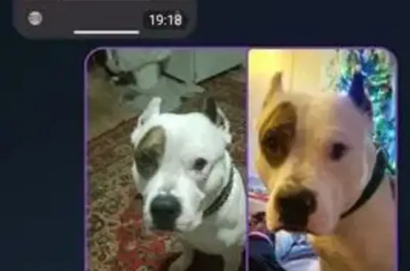 Собаки потеряшки, Омск, фото: Потеряшка собака, Омск, 33-я Северная ул.