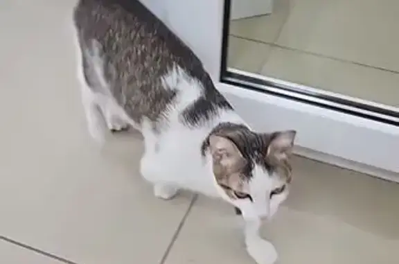 Найдена кошка, Сургут, фото: Кошка найдена у Есенина, 6, Сургут