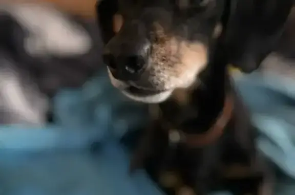 Найдена собака, Екатеринбург, фото: Такса найдена, ул. Электриков 23, Екб