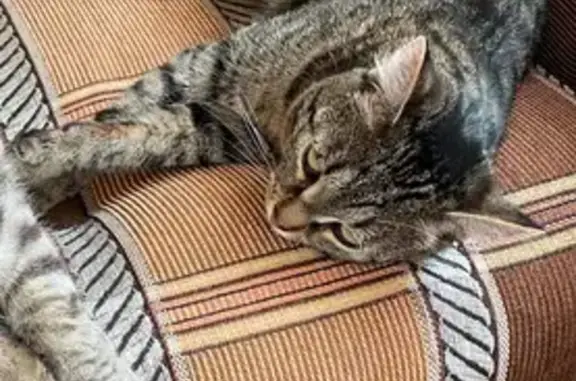 Кошки потеряшки, Брянская область, фото: Потеряшка кошка в Мглине, Брянская обл.