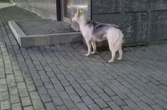 Найдена собака, Екатеринбург, фото: Найдена собака, ул. Щербакова 2, Екб