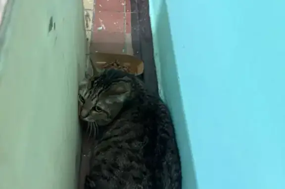 Кошка найдена: ул. Павлова, 7 к2, Москва