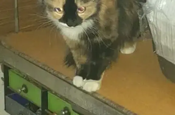 Найдена кошка, Смоленск, фото: Кошка найдена: ул. Попова, 120, Смоленск