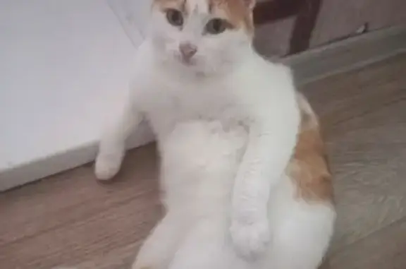Кошки потеряшки, Чусовой, фото: Потеряшка кот, ул. Толбухина, 5А, Чусовой