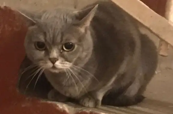 Найдена кошка, ул. Белинского, 37, Казань