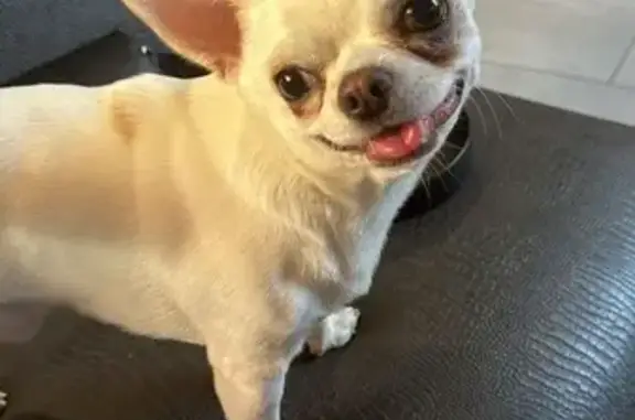 Собаки потеряшки, Волжский, фото: Потеряшка чихуахуа, ул. Дружбы 121, Волжский