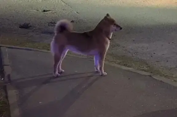 Найденные животные Казань, фото: Собака найдена: Чистопольская 82, Казань