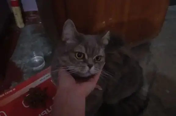 Найдена кошка на Спартака, 22, Новокузнецк