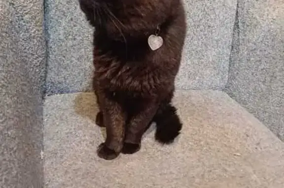 Кошка найдена: Парковая ул, 1, Липецк