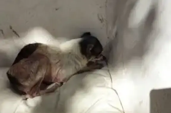 Найдена собака, Лабинск, фото: Найдена собака, ул. Гагарина 132/1, Лабинск