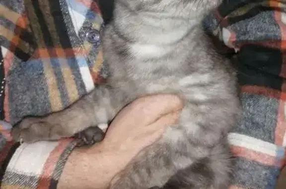 Котик найден на Московской ул., Чехов
