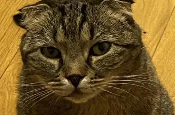 Кошки потеряшки, Москва, фото: Потеряшка кошка, пр. Защитников Москвы, 9 к1