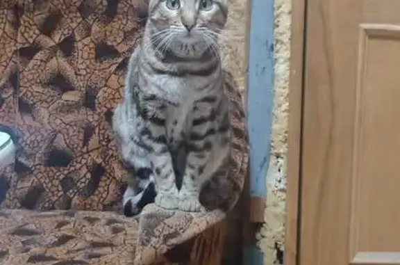 Найдена кошка, Тула, Металлургов 10