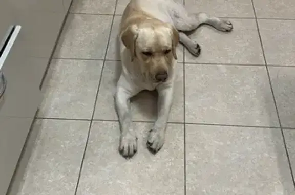 Найдена собака, Тамбов, фото: Собака найдена: Сабуровская ул, 2Б, Тамбов