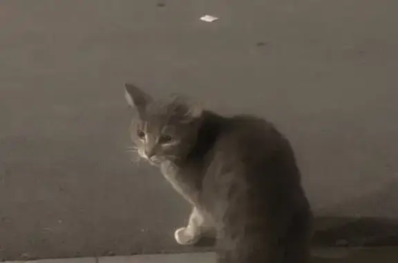 Кошка найдена: ул. Трофимовой, 8, Тюмень
