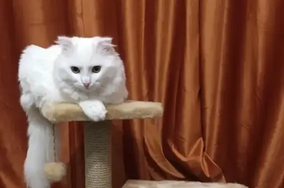 Пропала кошка, Измайловский бул., 7, Ростов