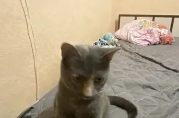 Пропала кошка Сима, ул. Чехова, Таганрог