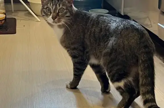 Найдена кошка, Екатеринбург, фото: Кошка найдена: ул. Новгородцевой, 17, Екб