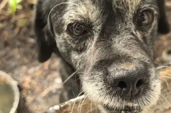 Найдена собака, Томск, фото: Найдена собака, Томск, Энергетическая 2/2